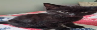 American Shorthair 2