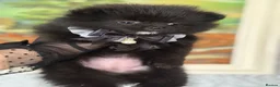 Pomeranian dogs for sale: Black, chocolate tri colour carrier girls - Advert 4