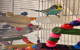 Budgerigars birds for sale: 2x male budgies - Image 2