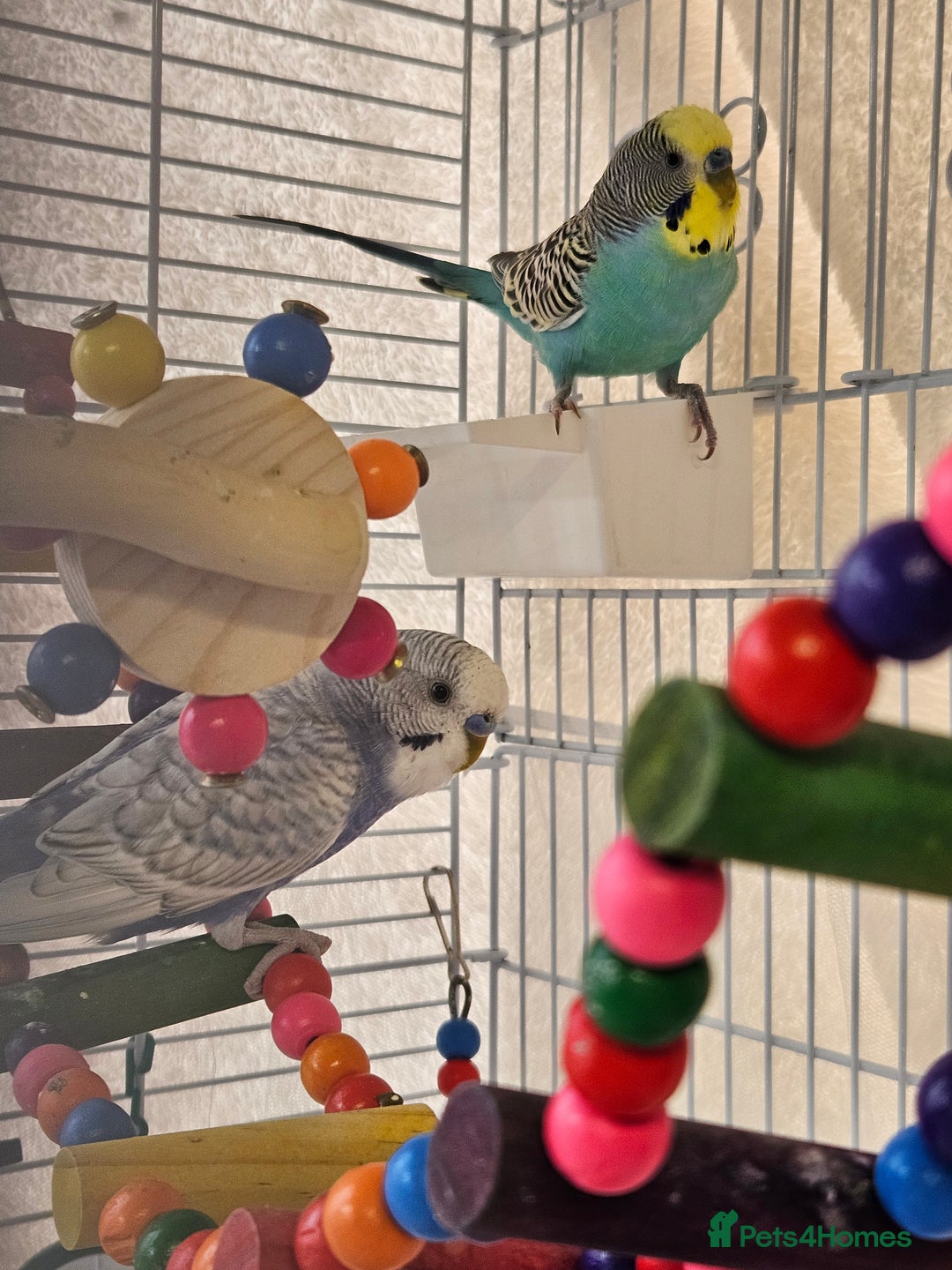 Budgerigars birds for sale: 2x male budgies - Image 2