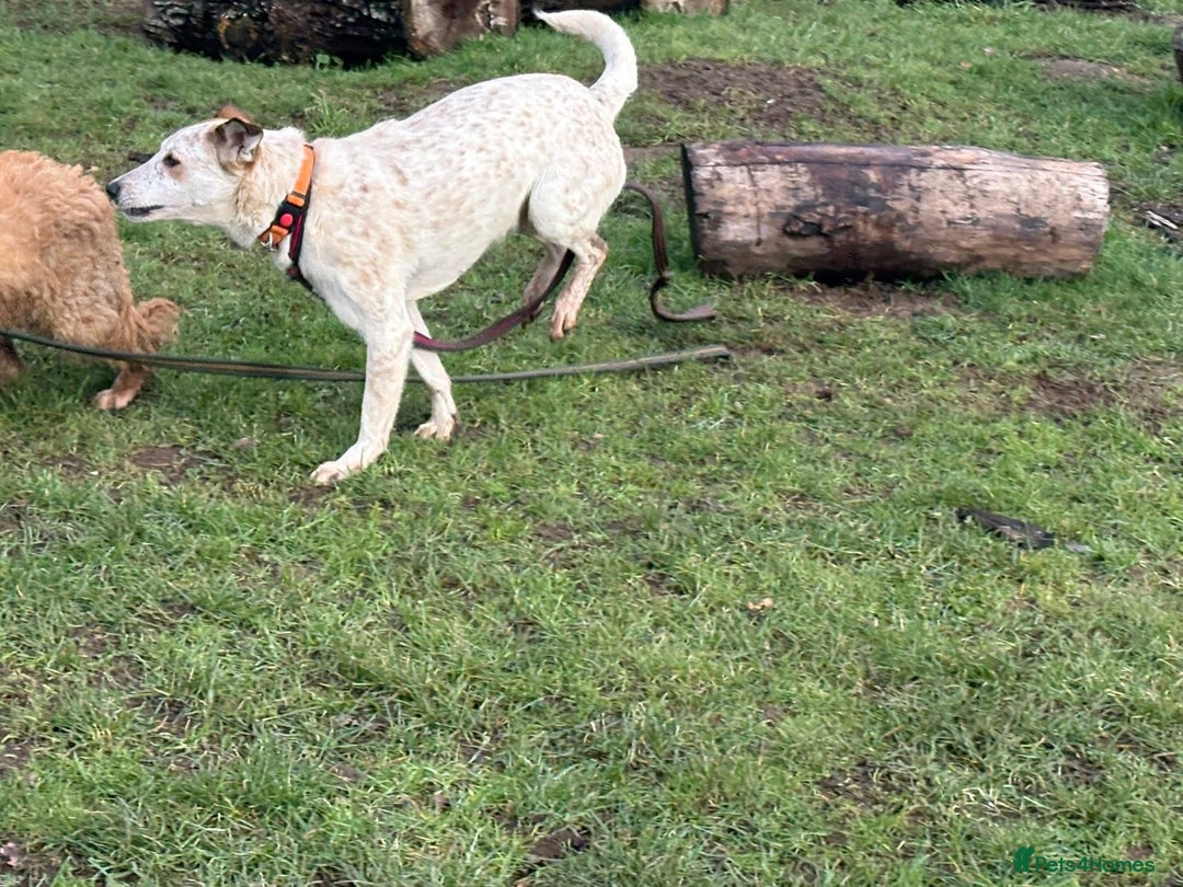 Mixed Breed dogs for adoption: Trinity - Norwich Norfolk  - Advert 11