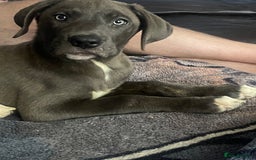 Mixed Breed dogs for sale: English mastiff x Belgian malinois - Image 6