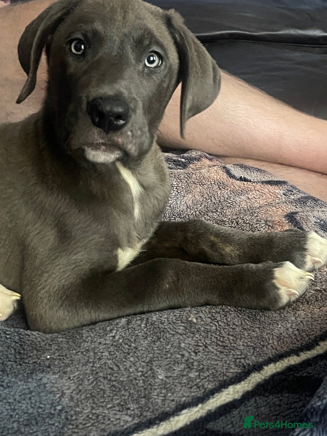 Mixed Breed dogs for sale: English mastiff x Belgian malinois - Image 6