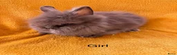 Mini Lop rabbits for sale: Stunning bunnies  - Advert 18