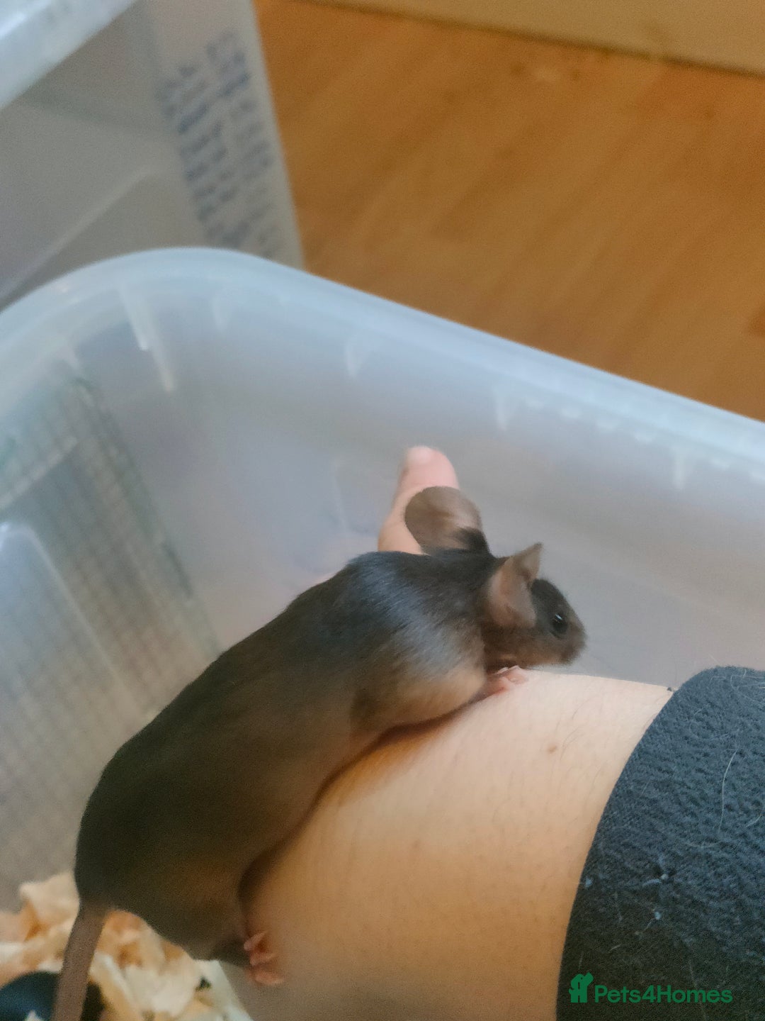 Mouse rodents for sale: Fancy mice *currently unavailable* - Advert 3