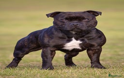 Staffordshire Bull Terrier dogs for stud: 🥨 Top Quality SBT Stud🥨 - Image 1