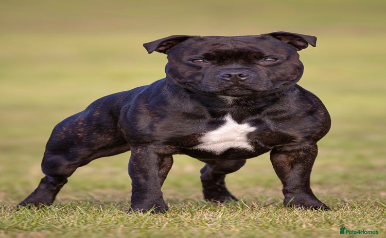 Staffordshire Bull Terrier dogs - Advert 7