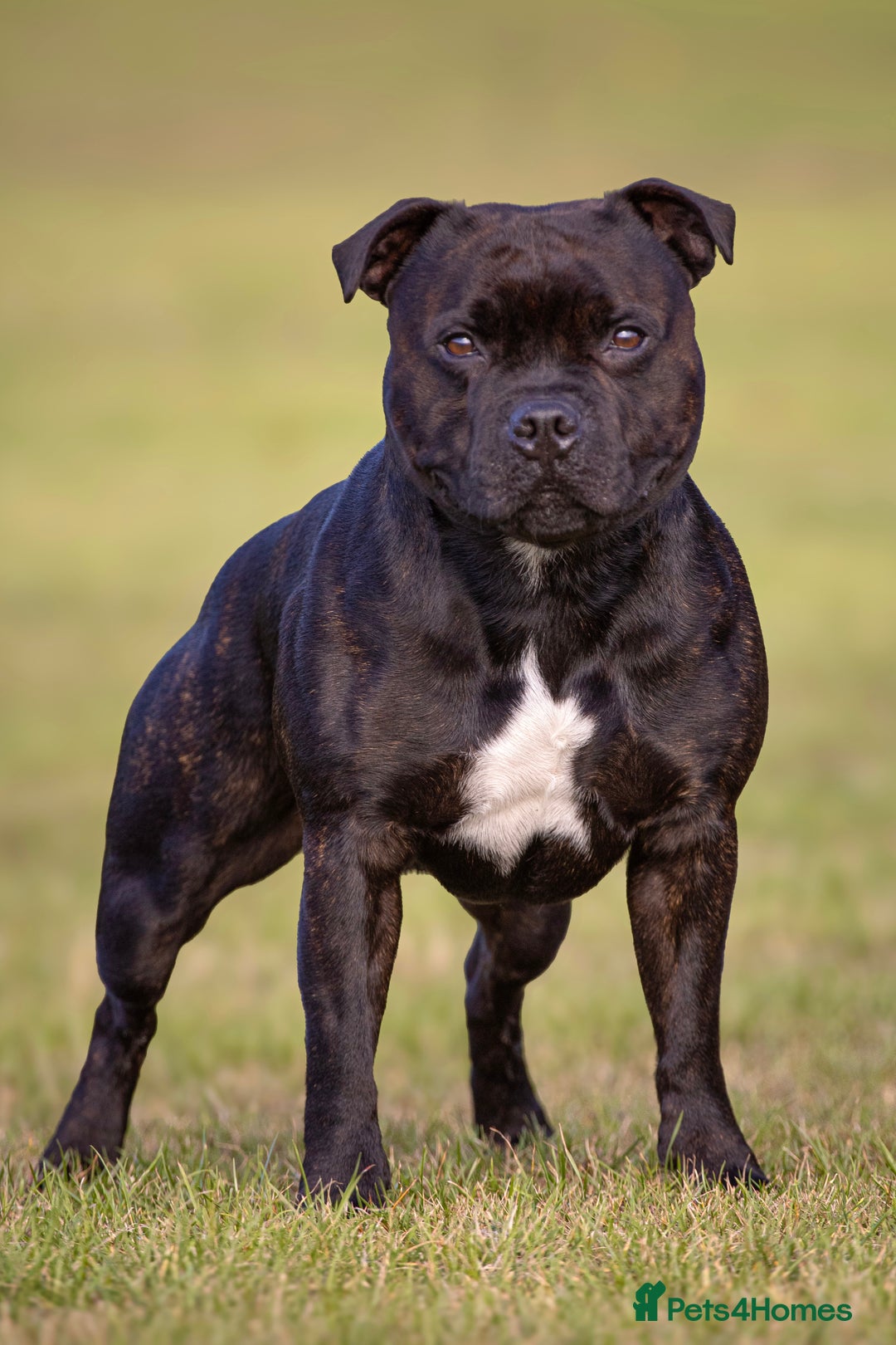Staffordshire Bull Terrier dogs for stud: 🥨 Top Quality SBT Stud🥨 - Image 1