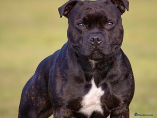 Staffordshire Bull Terrier dogs - Advert 23