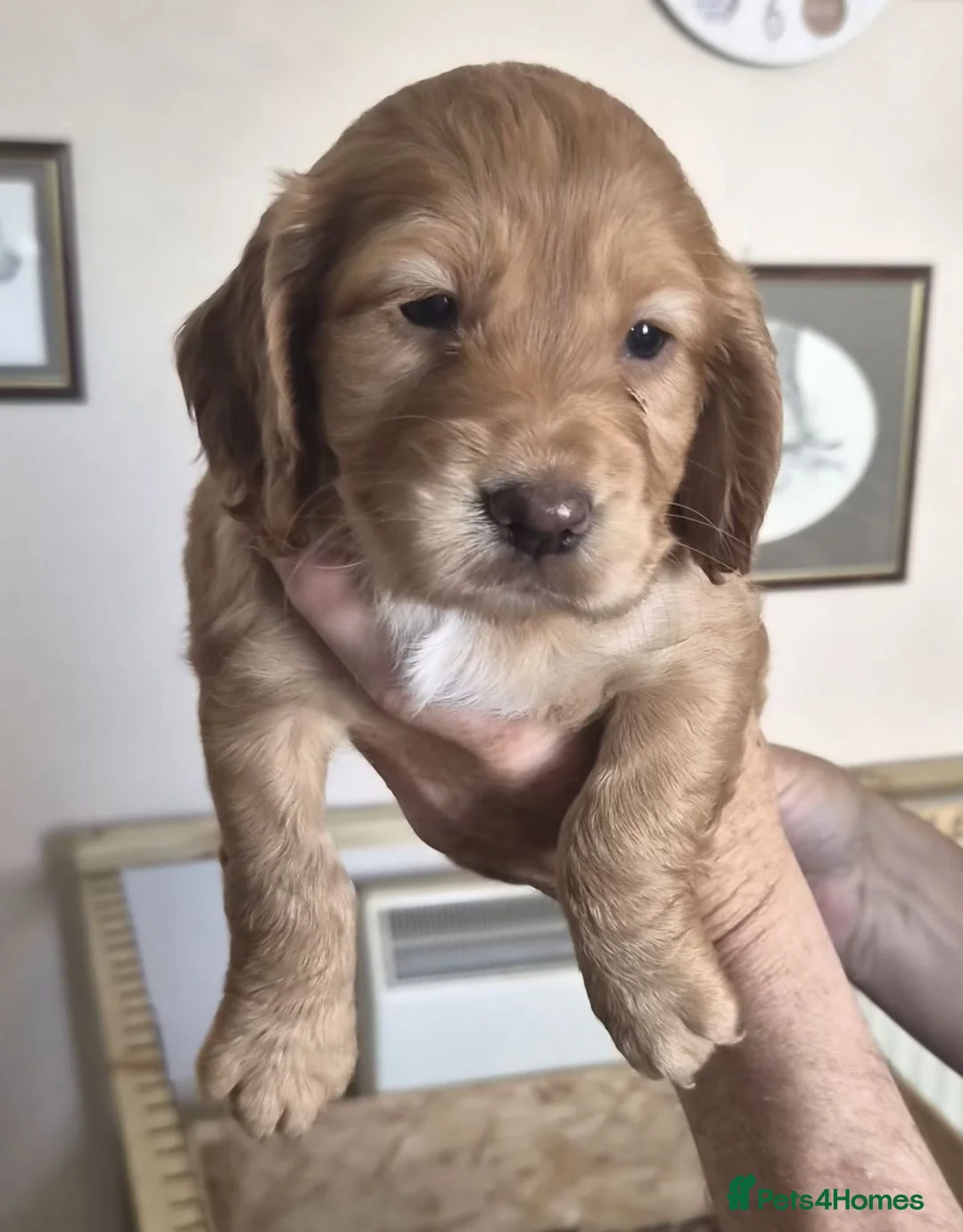 Cocker Spaniel dogs for sale: Cocker spaniel puppies - Advert 8