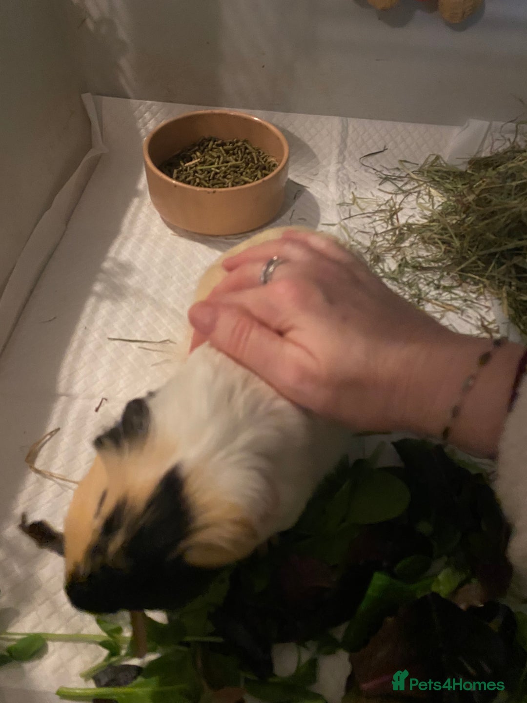 Guinea Pig rodents for sale: Friendly Guinea pigs with cage  - Advert 9