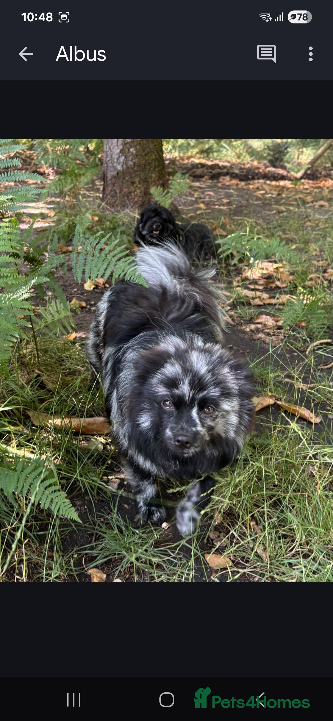 Pomeranian dogs for stud: Very rare merle pomeranian for stud duties - Image 11