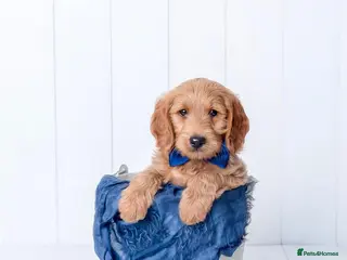 Mini Goldendoodle dogs for sale: F1 GDs via a LICENSED Breeder & POLICE Dog Trainer - Advert 2