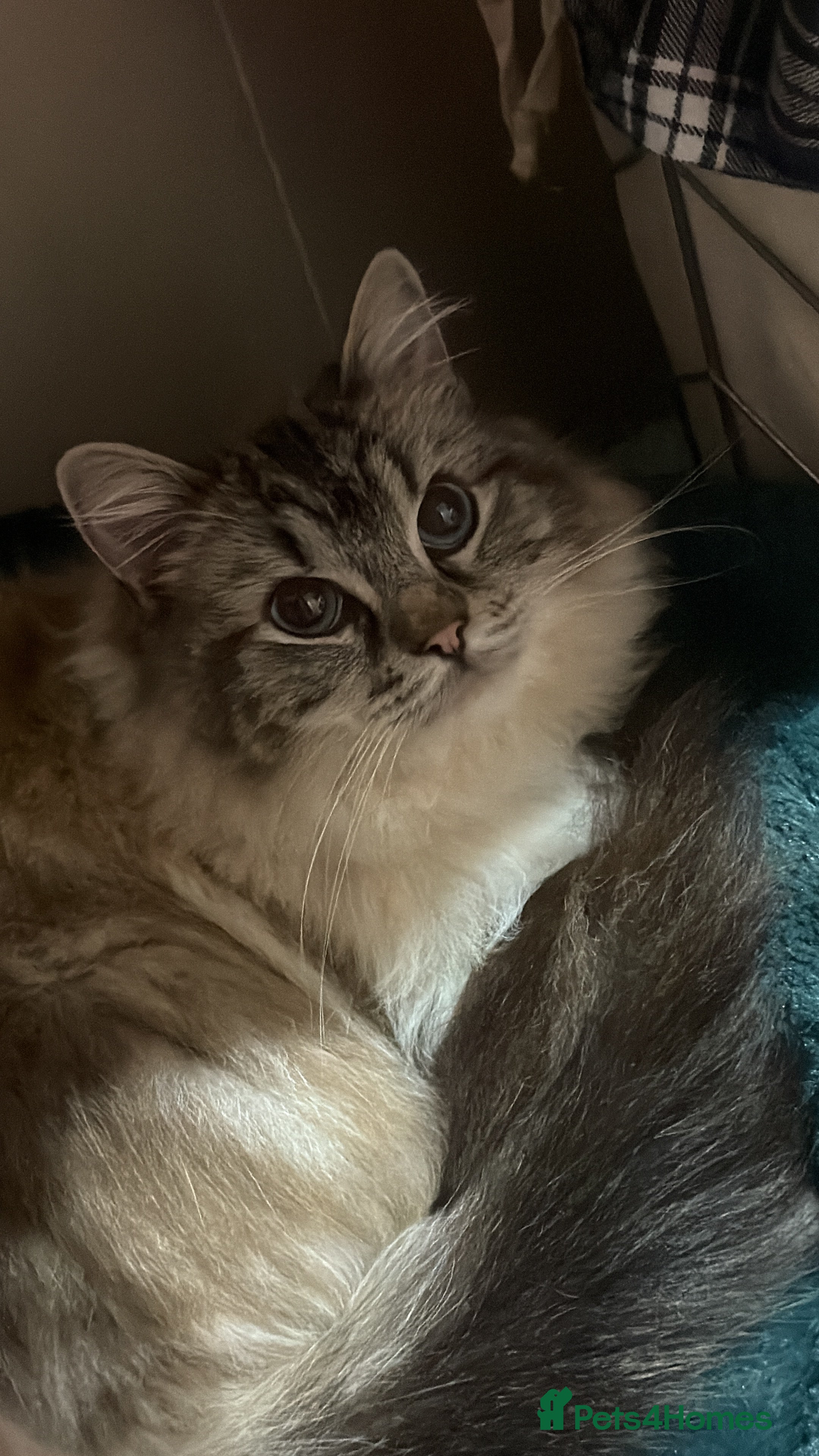 Siberian cats Beautiful 1 year old Siberian Female  - Advert 9