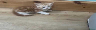 Persian Kitten 2
