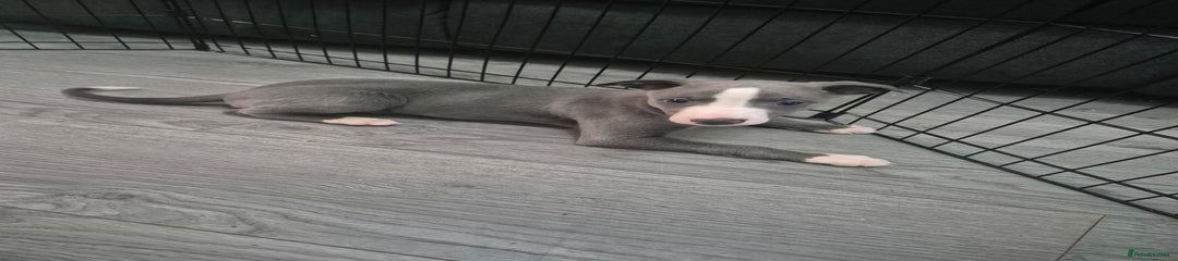 Whippet Puppy 1