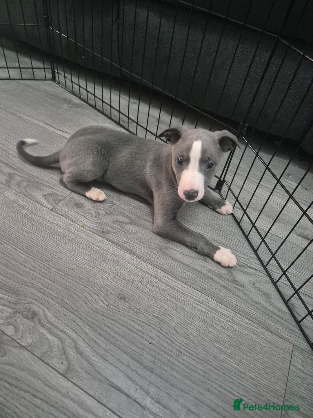 Whippet dogs for sale: 3 lovey whippet puppies  - Image 1