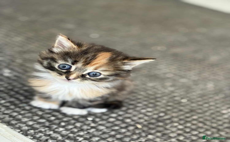 British Longhair cats - Advert 9