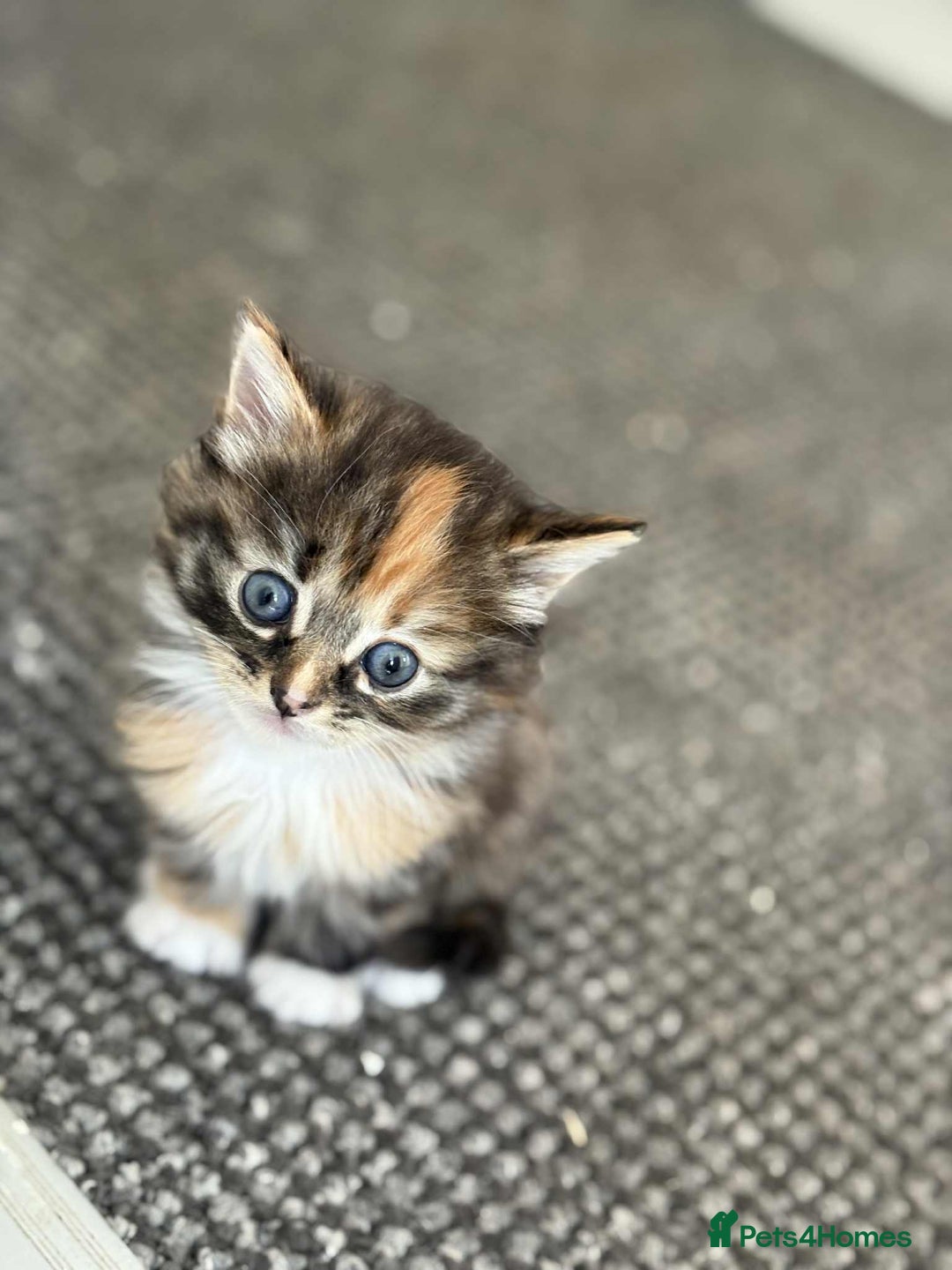 British Longhair cats for sale: Gorgeous british long hair kittens  - Image 1