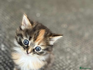 British Longhair cats - Advert 7