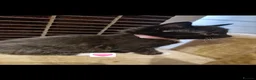 Mixed Breed cats for sale: Kittens   - Advert 3