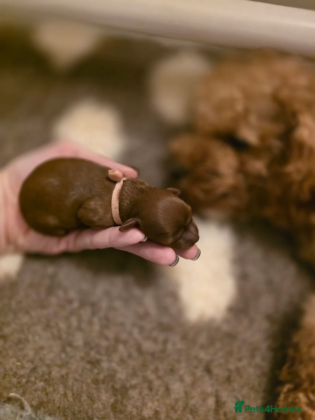 Cavapoo dogs for sale: Small F2 Cavapoo Puppies – Family Raised - Advert 3