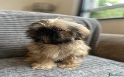 Mixed Breed dogs for sale: Beautiful Perkinese x female - Image 4