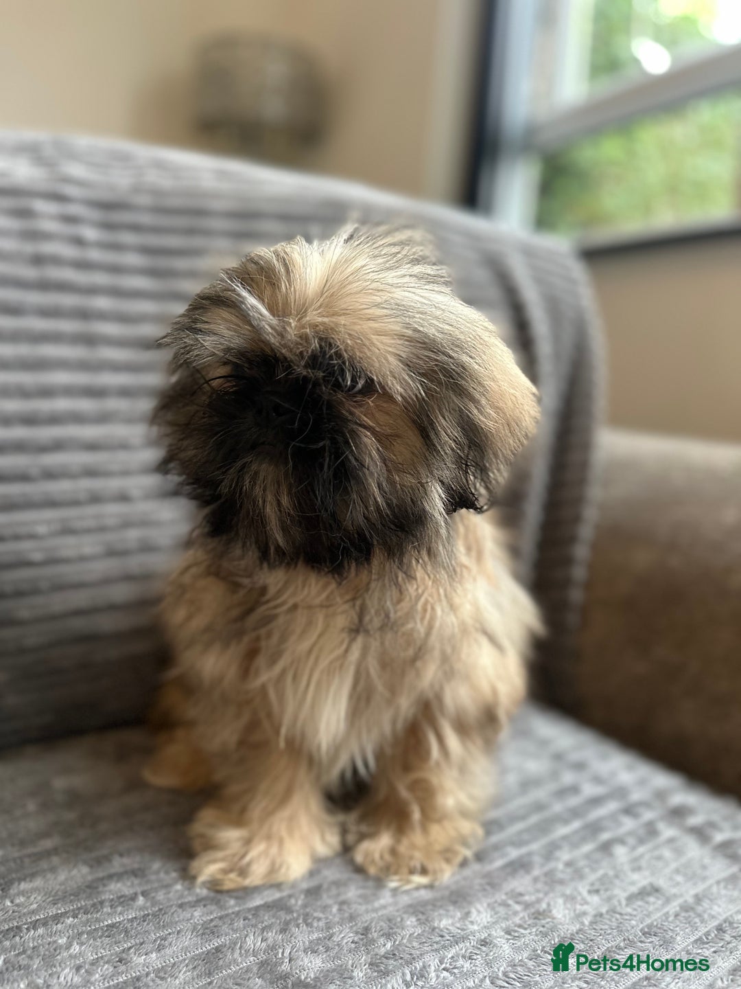 Mixed Breed dogs for sale: Beautiful Perkinese x female - Image 4