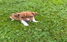 Jack Russell dogs for sale: Jack Russell pups - Image 8