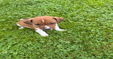 Jack Russell dogs - Advert 5