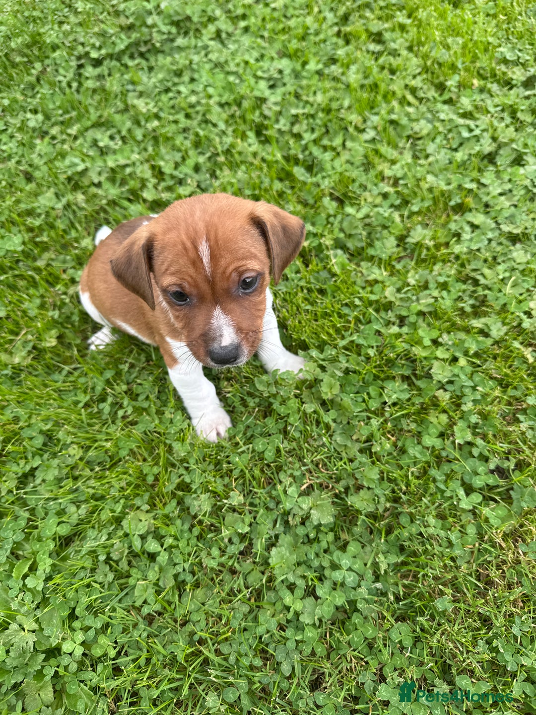 Jack Russell dogs for sale: Jack Russell pups - Image 8