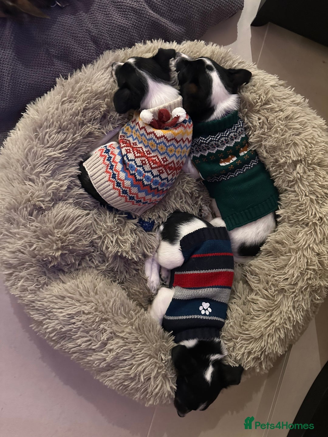 Mixed Breed dogs for sale: Chihuahua Terrier cross puppies. 1 Boy & 1 Girl - Advert 5