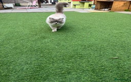 Ragdoll cats for sale: Buttons pure ragdoll - Image 8
