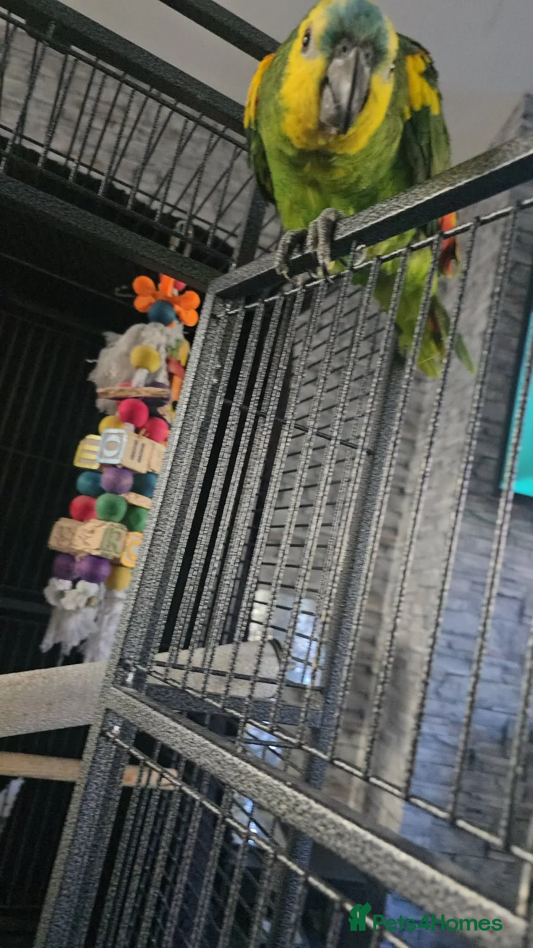 Parrots birds for sale: Blue fronted amazon in Newcastle - Advert 2
