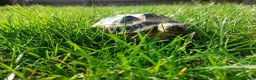 Tortoise reptiles for sale: HORSFIELD TORTOISE - Russian tortoise in Shipley - Advert 8
