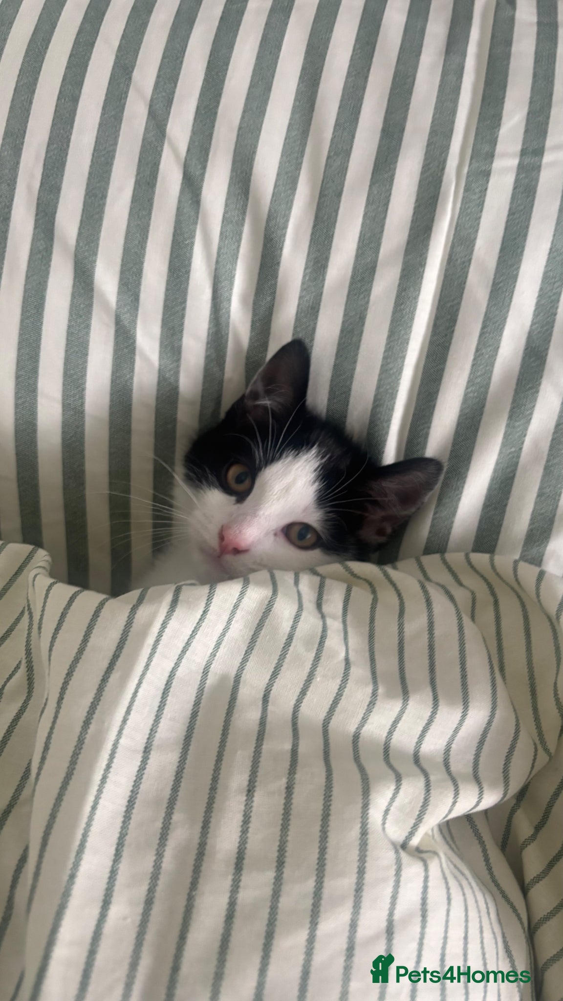 Mixed Breed cats for sale: little towi - Advert 4