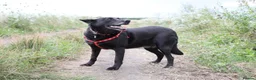 Mixed Breed dogs for adoption: ❤️Mary❤️: 6 years old, medium-sized girl in Lichfield - Advert 10
