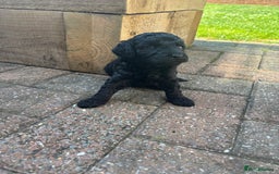 Miniature Poodle dogs for sale: Miniature poodles REDUCED READY TO LEAVE NOW  - Image 16