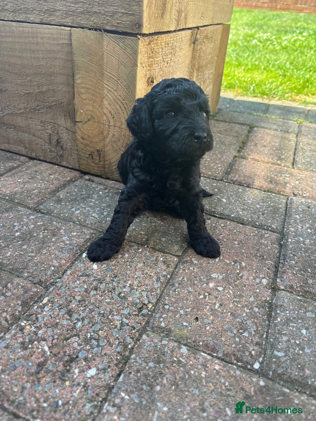 Miniature Poodle dogs for sale: Miniature poodles REDUCED READY TO LEAVE NOW  - Image 16