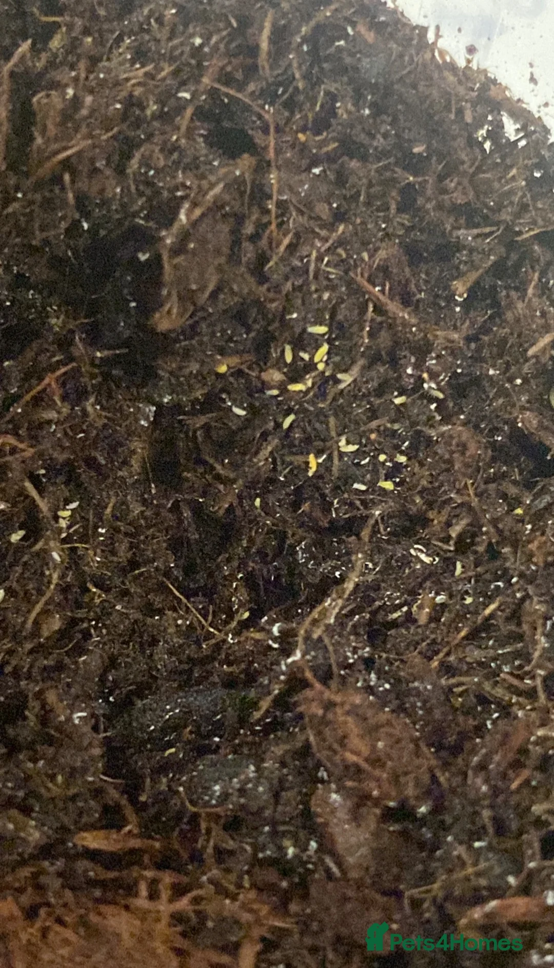 Mixed Breed invertebrates for sale: Fancy springtails , millipedes , beetles , mantis  - Advert 11