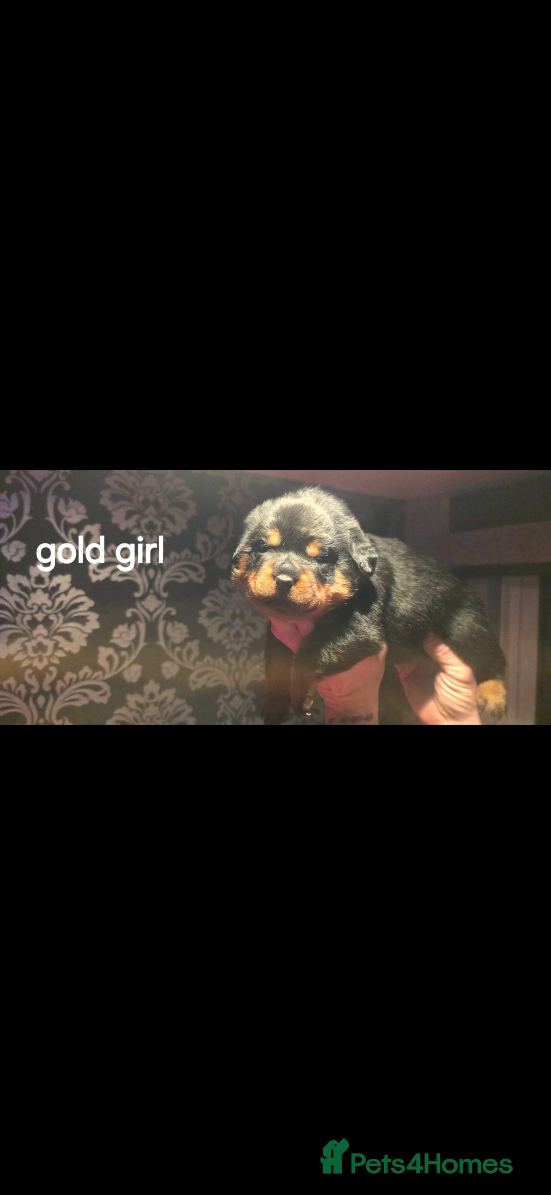 Rottweiler dogs for sale: Kc rottweiler  - Advert 9