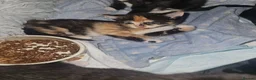 Mixed Breed cats for sale: 4 beautiful kittens in Merthyr Tydfil - Advert 8