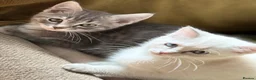 Mixed Breed cats for sale: Gorgeous Kittens *Ready Now* - Advert 11