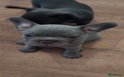 French Bulldog dogs for sale: X4 frenchbulldogs/fluffy carriers - Image 11