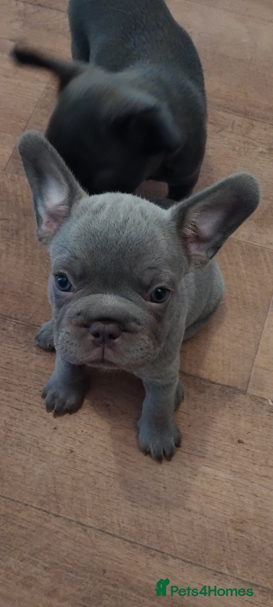 French Bulldog dogs for sale: X4 frenchbulldogs/fluffy carriers - Image 11