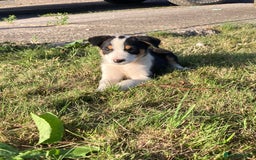 Border Collie dogs for sale: Playful puppies  - Image 3