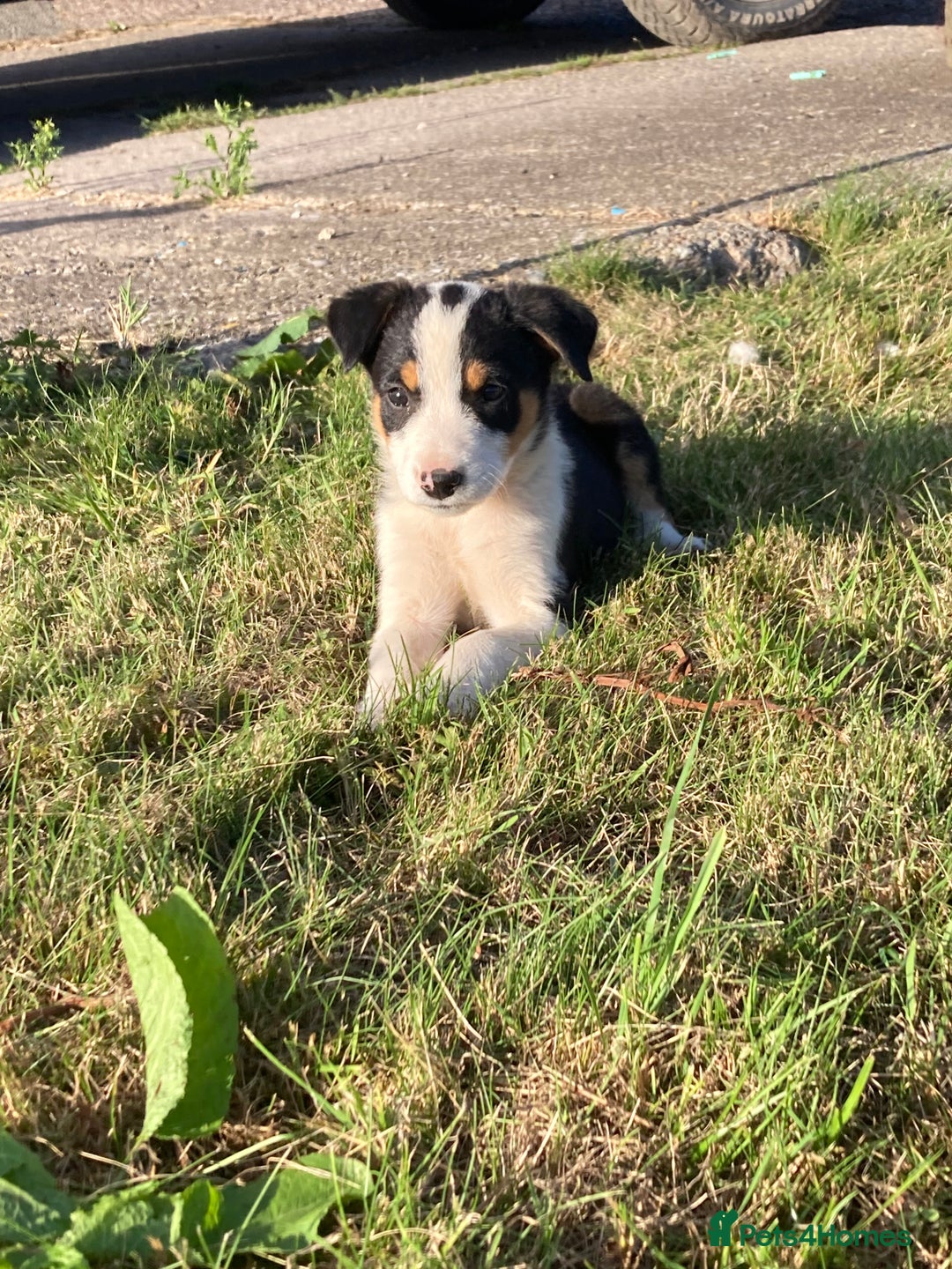 Border Collie dogs for sale: Playful puppies  - Image 3