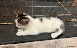 Mixed Breed cats for sale: Mixed breed kittens - Image 5