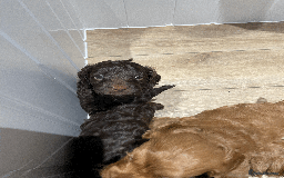 Cockapoo dogs for sale: Fluffy Thick coated F1 Cockapoos/DNA Health tested - Image 5