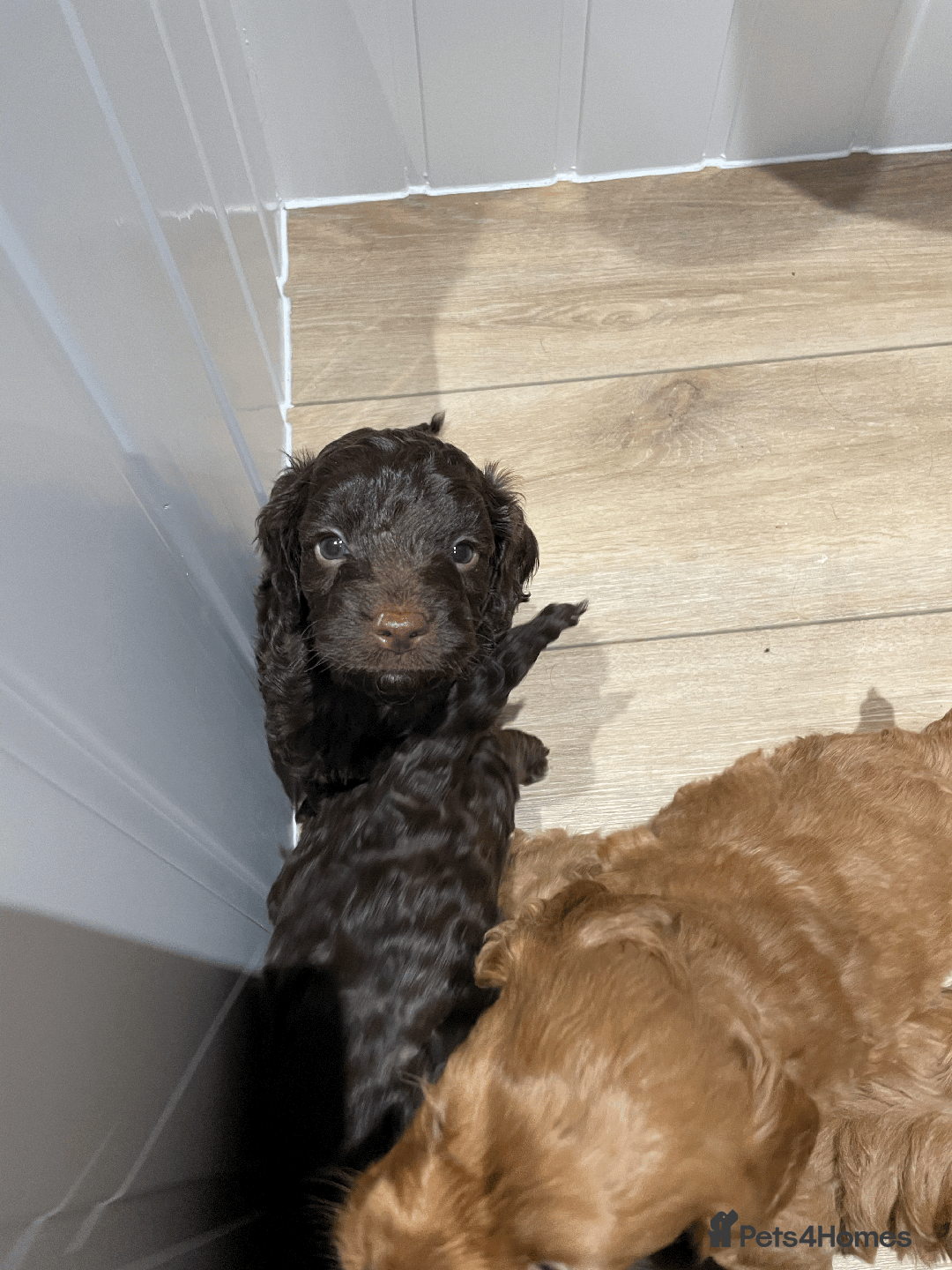 Cockapoo dogs for sale: Fluffy Thick coated F1 Cockapoos/DNA Health tested - Image 5